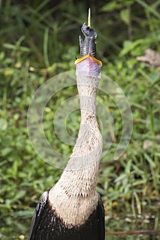 Anhinga eating a fish in Everglades National Park