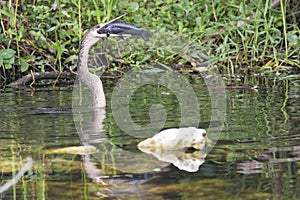 Anhinga eating a fish in Everglades National Park
