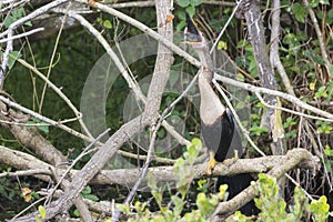 Anhinga eating a fish in Everglades National Park