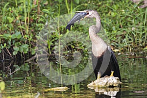 Anhinga eating a fish in Everglades National Park