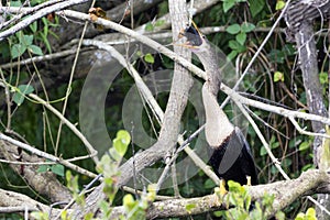 Anhinga eating a fish in Everglades National Park