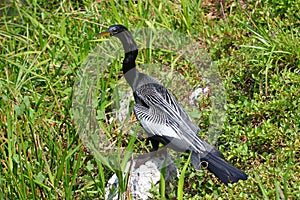 Anhinga in the Everglades