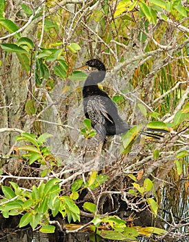 Anhinga in the Everglades