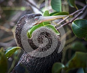 Anhinga Everglades Florida Wading Bird