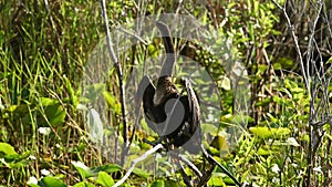 Anhinga in the Everglades National Park