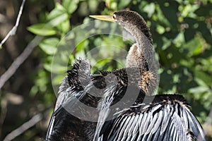 Anhinga in Everglades National Park Florida