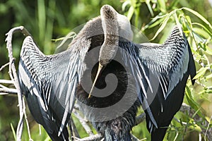 Anhinga in Everglades National Park Florida