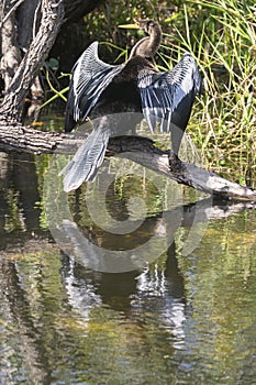 Anhinga in Everglades National Park Florida