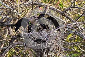 Anhinga in Everglades National Park Florida