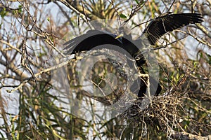 Anhinga in Everglades National Park Florida