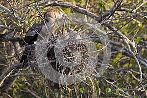 Anhinga in Everglades National Park Florida