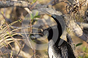 Anhinga in Everglades National Park Florida