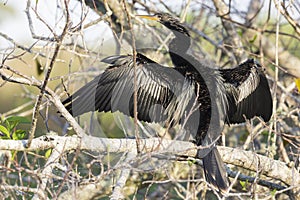 Anhinga in Everglades National Park Florida