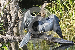 Anhinga in Everglades National Park Florida