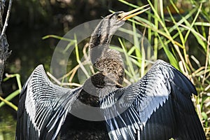 Anhinga in Everglades National Park Florida