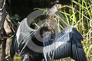 Anhinga in Everglades National Park Florida