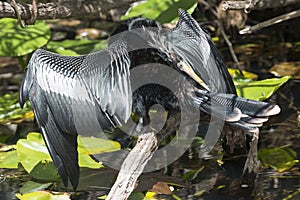 Anhinga in Everglades National Park Florida