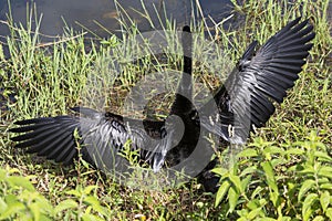 Anhinga in Everglades National Park Florida