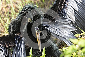 Anhinga in Everglades National Park Florida