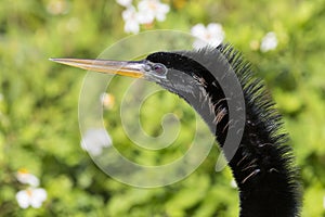 Anhinga in Everglades National Park Florida