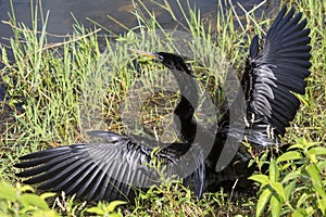 Anhinga in Everglades National Park Florida