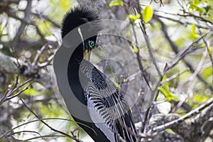 Anhinga in Everglades National Park Florida