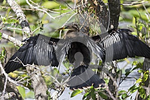 Anhinga in Everglades National Park Florida