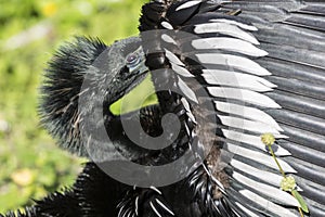 Anhinga in Everglades National Park Florida