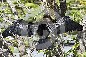 Anhinga in Everglades National Park Florida
