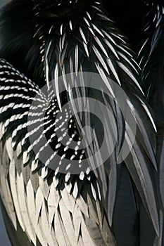 Anhinga feathers