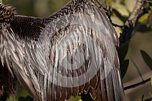 Anhinga Feathers