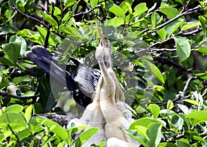 Anhinga feeding chicks on the nest.