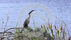 Anhinga female near lake in Florida