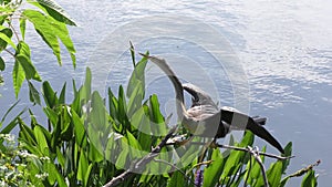 Anhinga female perched near lake
