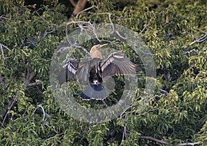 Anhinga female in a treetop
