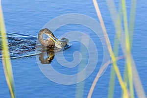 Anhinga With Fish