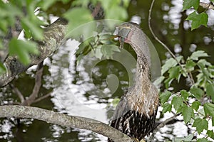 Anhinga With Fish In Its Mouth