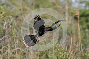 Anhinga In Flight