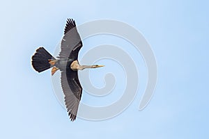 Anhinga In Flight, High In The Sky