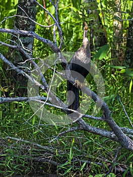 Anhinga, Florida Bird Photography, Everglades National Park, Southwest Florida, Cypress Swamp Wildlife, Snake Bird, Bird Watching,