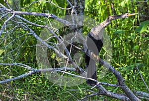 Anhinga, Florida Bird Photography, Everglades National Park, Southwest Florida, Cypress Swamp Wildlife, Snake Bird, Bird Watching,