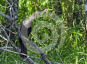 Anhinga, Florida Bird Photography, Everglades National Park, Southwest Florida, Cypress Swamp Wildlife, Snake Bird, Bird Watching,