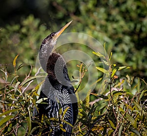 Anhinga in Florida rookery stretches its neck looking for a mate