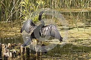 Anhinga in a florida swamp