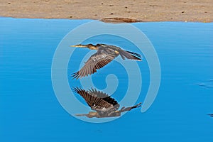 Anhinga Flyby at J.N. Ding \