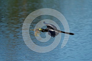 Anhinga flying to the nest