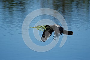 Anhinga flying to the nest