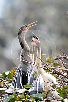 Anhinga with hungry chicks in nest