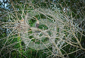 Anhinga and juveniles in nest