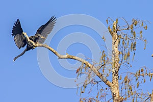 Anhinga Landing In A Tree